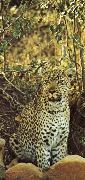 unknow artist Misstanksamt and furiost am guarding leoparden sits loot oil on canvas